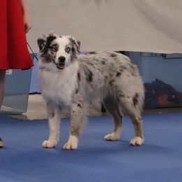 Jagger - Miniature Australian Shepherd
