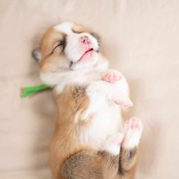 American Corgi and Pembroke Welsh Corgi Puppies from Constellation Corgi