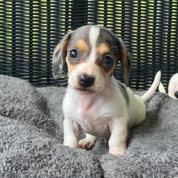 Larry - Dapple male Dachshund puppy in Choccolocco, Alabama from Ace’s Doxies
