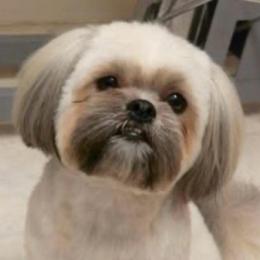 Baby Girl - Shih Tzu