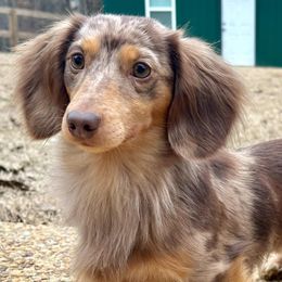 Dachshunds from Over The Moon Minis