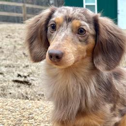 Dachshunds from Over The Moon Minis
