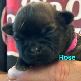 Four Rose - Red and tan female Shih Tzu puppy in Bloomfield, Indiana from Meihem Pups