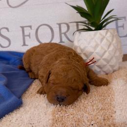 Boy 4 - Red male Bernedoodle puppy in Gilbert, Arizona from LittleLegacyDoodles