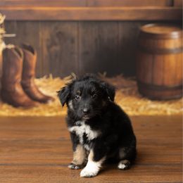 Lloyd - Black tri-color male Australian Shepherd puppy in Kathleen, Georgia from CM Farm