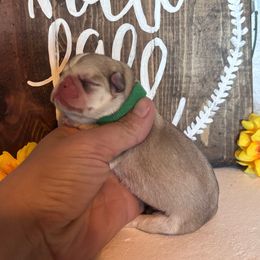 Green collar - Cream male Pug puppy in Tucson, Arizona from Furever Friends