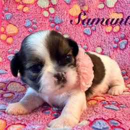 Samantha - Red and white female Shih Tzu puppy in Hemet, California from Aloha Shih Tzu