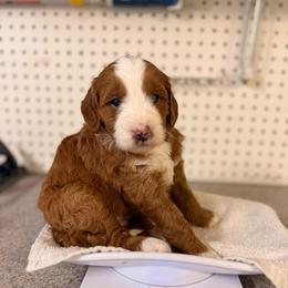 Holly - Red female Bernedoodle puppy in Irmo, South Carolina from Palmetto Bernedoodles Boutique