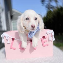 Landon Pet Only - Cream male Dachshund puppy in Richmond, Virginia from Irresistible Dachshunds & Cavaliers