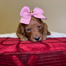 Maple - Red  female Goldendoodle puppy in Woodburn, Indiana from Lengachers Cuddly Doods