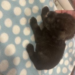 Standard Schnauzer Puppies from Erregen kennels