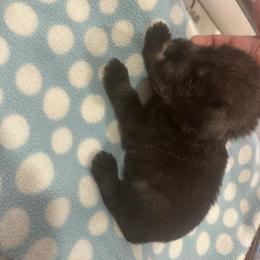 Standard Schnauzer Puppies from Erregen kennels