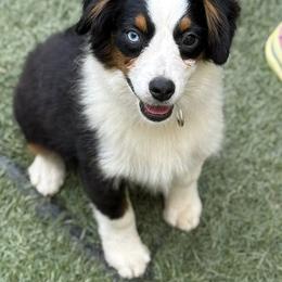 Pecan - Black tri male Miniature American Shepherd puppy in Garysburg, North Carolina from Schaefer's Miniature American Shepherds