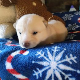 Pug and Shiba Inu Puppies from khshibas-khpugs