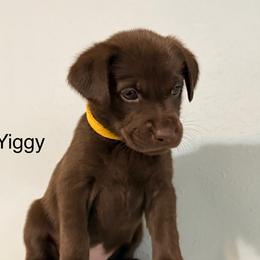Girl 4 - female Labrador Retriever puppy in College Station, Texas from Charlotte Toney