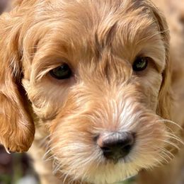 Goldendoodles from RiLee Goldendoodles