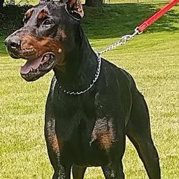 Doberman Pinschers from Storm Cloud Doberman