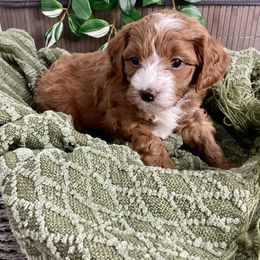 Goldendoodle Puppies from Abidoodles Florida
