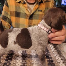 Girl 1 - Liver and white female German Shorthaired Pointer puppy in Chetek, Wisconsin from Susan's German Shorthaired Pointers