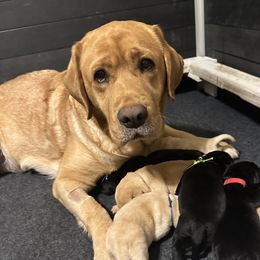 Maisy - Labrador Retriever