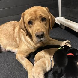 Maisy - Labrador Retriever