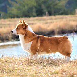 Arbuckle - Pembroke Welsh Corgi