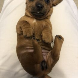 Girl 2 - Chocolate Dachshund puppy in Baton Rouge, Louisiana from Carmen Coon's Dachshunds
