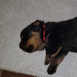 Boy 2 - Black and tan Rottweiler puppy in Miami, Florida from X Marmol House