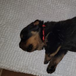 Boy 2 - Black and tan Rottweiler puppy in Miami, Florida from X Marmol House