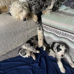 Old English Sheepdog and Sheepadoodle Puppies from The Great White Fluffalo