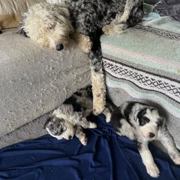 Old English Sheepdog and Sheepadoodle Puppies from The Great White Fluffalo