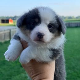 Girl 1 - Blue female Pembroke Welsh Corgi puppy in Ashland, Ohio from SS Australian Shepherds
