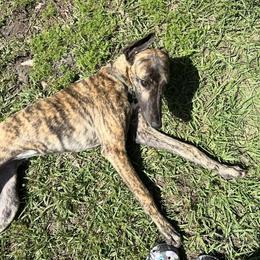 Ember - Greyhound