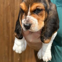 Wendy - Black brown and white female Basset Hound puppy in Anna, Texas from Basset farms