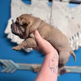 Jagger - Brown sable male Chinese Shar-Pei puppy in Lehigh Acres, Florida from Florida Wrinkles