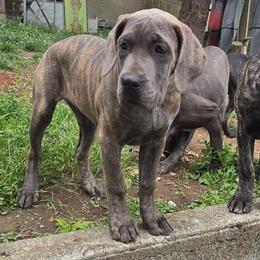 Tank - Gray brindle female Cane Corso puppy in Seattle, Washington from BOUDICAS CANE CORSO