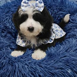 Girl 2 - Black and white female Bernedoodle puppy in Schertz, Texas from Kat's Teddydoodles