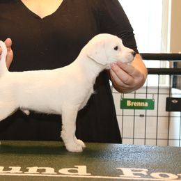 Jack Russell Terrier Puppies from Ground Force Jack Russell Terriers