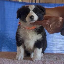 Girl 2 - Black female Border Collie puppy in Farmersville, Texas from Omegamtn Border Collies