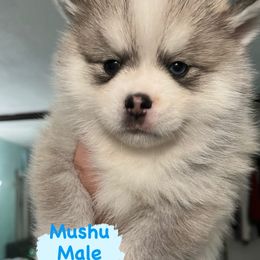 Pomsky Puppies from A1 Pomskies
