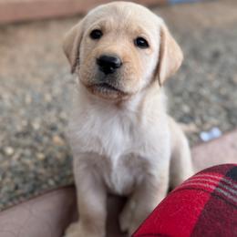 Pink Collar - Yellow female Labrador Retriever puppy in Somerset, California from Cantina Labs and Cavs