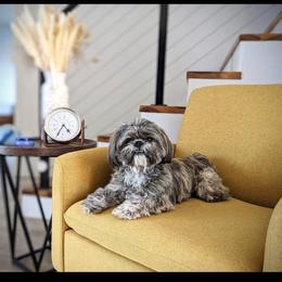 Cockapoo, Goldendoodle, and Shih Tzu All Grown Up from Dogue, where fashion meets fur