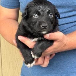 Riptide - Black male Miniature American Shepherd puppy in White City, Oregon from Born Rogue Miniature American Shepherds