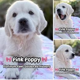 3rd Pick Female - Pink - Light golden female Golden Retriever puppy in Sarasota, Florida from Platinum Paws Puppies
