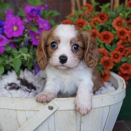 Staton - Blenheim male Cavalier King Charles Spaniel puppy in Lula, Georgia from Cavaliers by Crumley