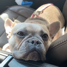 French Bulldog All Grown Up from Porchant French Bulldogs