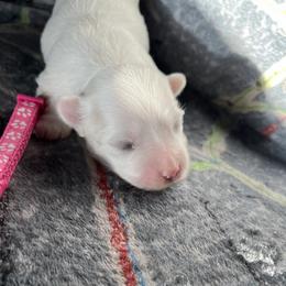 Sabre - Pink - White female Coton de Tulear puppy in Rubicon, Wisconsin from Darryl's Cotons de Tulear
