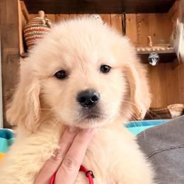Red Flower Collar girl - Golden female Golden Retriever puppy in Garrison, Montana from Mattiaci Goldens