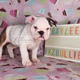 Baylee - Red and white female Bulldog puppy in Hillsdale County, Michigan from KZ Bullies LLC