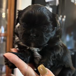 Shih Tzu Puppies from Shihtzus by Shattuck